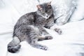 Gray tabby cat with yellow-green eyes lying on the bed. White background Royalty Free Stock Photo