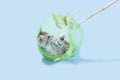 Gray kitten playing in butterfly net Royalty Free Stock Photo