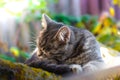 Gray tabby kitten in the backyard washing his face, detailed photo