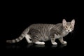 Gray Tabby Kitten on Black Background