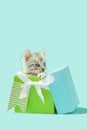 Gray tabby kitten in blue and green Birthday gift box Royalty Free Stock Photo