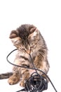 Gray tabby kitten chews on the charger cable on white background
