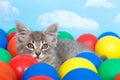 Gray tabby kitten in colorful balls Royalty Free Stock Photo