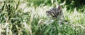 Gray tabby kitten hiding in green grass Royalty Free Stock Photo