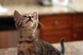 Gray Tabby Kitten Looking Up.