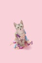 Gray tabby kitten pink Christmas decoration Royalty Free Stock Photo