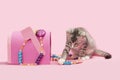 Gray tabby kitten pink Christmas mailbox