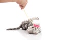 A gray tabby kitten playing with a toy Royalty Free Stock Photo