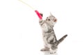 A gray tabby kitten playing with a toy Royalty Free Stock Photo