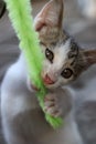 Gray tabby kitten is playing with a vibrant green wand toy outdoors Royalty Free Stock Photo