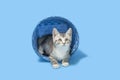 Gray tabby kitten sitting inside of a blue woven basket.