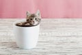 Gray tabby kitten sitting in white flower pot. Portrait of adorable curious fluffy kitten. Beautiful baby cat on pink color Royalty Free Stock Photo