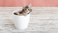 Gray tabby kitten sitting in white flower pot. Portrait of adorable curious fluffy kitten. Beautiful baby cat on pink color Royalty Free Stock Photo