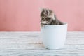Gray tabby kitten sitting in white flower pot. Portrait of adorable curious fluffy kitten look side. Beautiful baby cat on pink Royalty Free Stock Photo