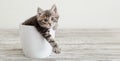 Gray tabby kitten sitting in white flower pot. Portrait of adorable curious fluffy kitten with paw. Beautiful baby cat on white