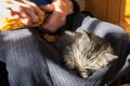 Gray tabby kitten sleeping on lap of old woman while she is cleaning a corn cob. Rural scene. Selective focus on cat head.