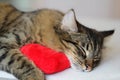 Gray Tabby Kitten Sleeping on a Soft Valentine Hearth