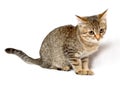 Gray tabby kitten. Royalty Free Stock Photo
