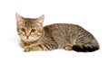 Gray tabby kitten. Royalty Free Stock Photo