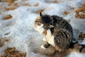 Gray Tabby Kitten with White