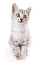 Gray tabby shorthair cat