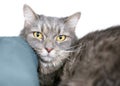 A gray tabby shorthair cat resting its head on a pillow