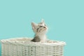 Gray tabby in white basket, blue background