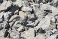 Gray-tailed tattler on gray stones, Kunashir island