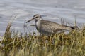 Gray-tailed tattler which stands on the banks of the river