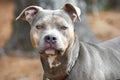 Gray and tan brindle female Pitbull Terrier dog outside on leash Royalty Free Stock Photo