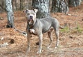 Gray and tan brindle female Pitbull Terrier dog outside on leash Royalty Free Stock Photo