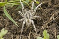 Gray tarantula spider selective focus. Royalty Free Stock Photo