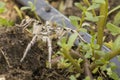 Gray tarantula spider selective focus. Royalty Free Stock Photo