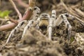 Gray tarantula spider selective focus. Royalty Free Stock Photo