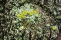 The gray texture bark of the old tree with a lichen Royalty Free Stock Photo