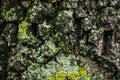The gray texture bark of the old tree with a lichen Royalty Free Stock Photo