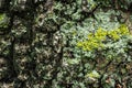 The gray texture bark of the old tree with a lichen Royalty Free Stock Photo