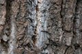 Gray texture of wood bark, wood background. Royalty Free Stock Photo