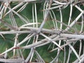 Ferocactus wislizeni in the desert