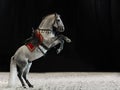 A gray thoroughbred stallion with a long mane and tail stands on its hind legs. Horse with saddle