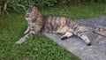 Gray tiger cat laying half on the grass and half on concrete