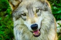 Gray Timber Western Wolf