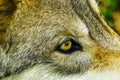 Gray Timber Western Wolf Yellow Eye Royalty Free Stock Photo