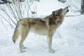 Gray or Timber Wolf Howls Royalty Free Stock Photo