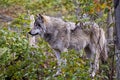 Gray Wolf Standing On A Rock. Royalty Free Stock Photo