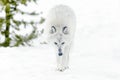 Gray timber wolf in winter forest