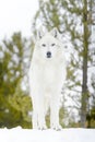 Gray timber wolf in winter, looking at camera low angle