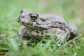 A toad in the middle of bright green leaves Royalty Free Stock Photo