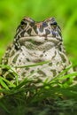 A toad in the middle of bright green leaves Royalty Free Stock Photo
