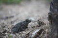Gray Toad On Dry Ground Facing Tree Stump In Soft Natural Light Royalty Free Stock Photo